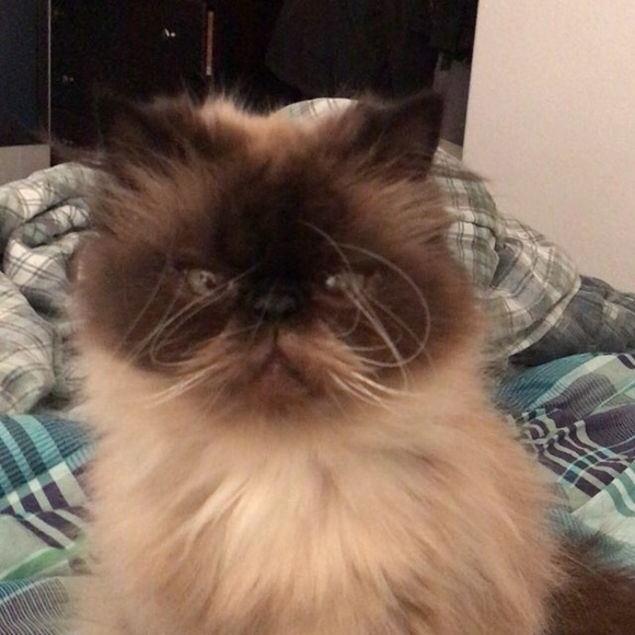 Meet your Posher, Lisa - Picture 7 of 8